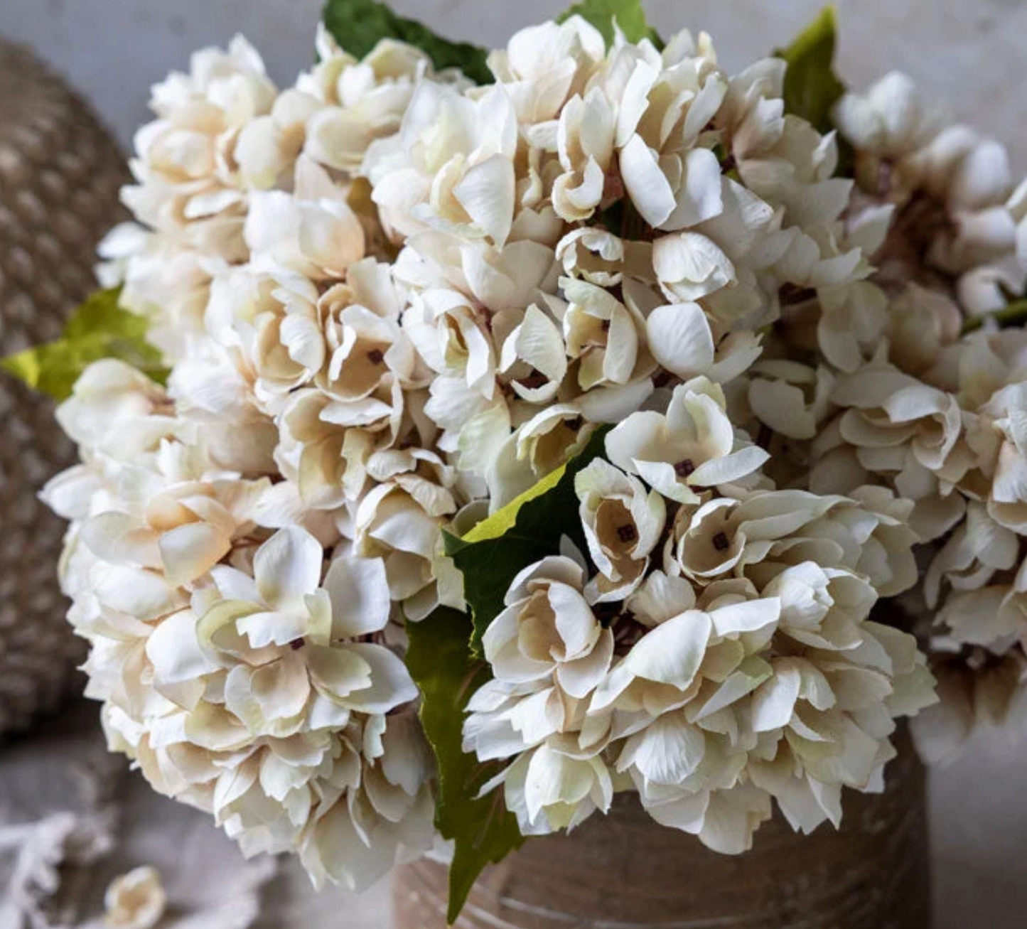 Hydrangea Morning Mist