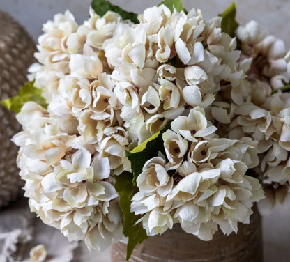 Hydrangea Morning Mist