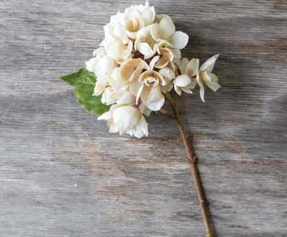 Hydrangea Morning Mist