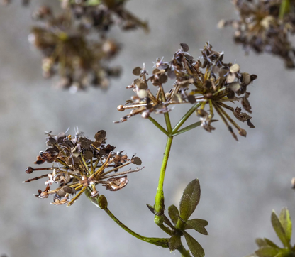 Artificial Hogweed