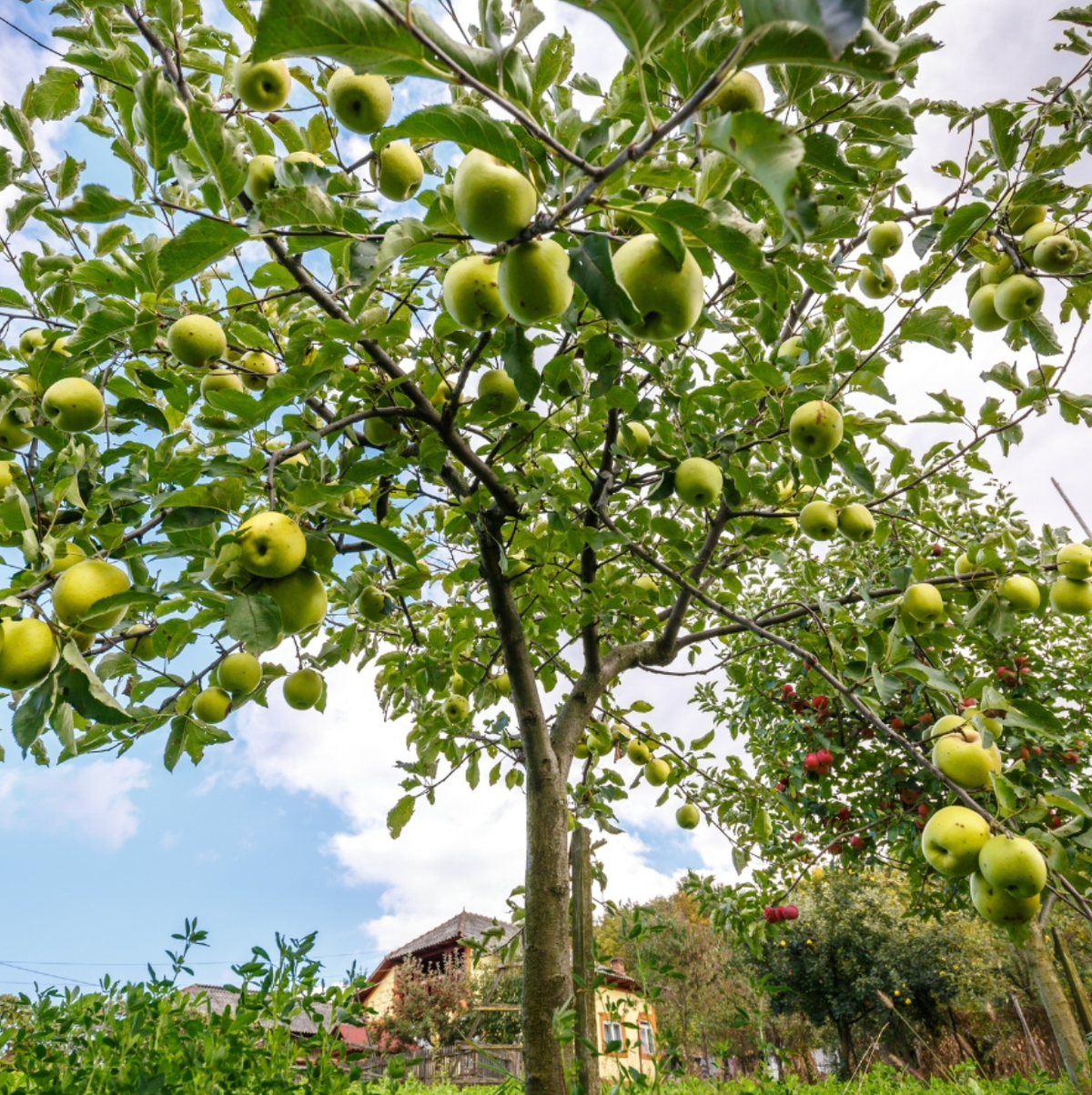 Crab Apple Farm Soy Candle - Veranda Cafe & Mercantile