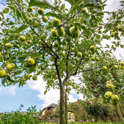 Crab Apple Farm Soy Candle - Veranda Cafe & Mercantile