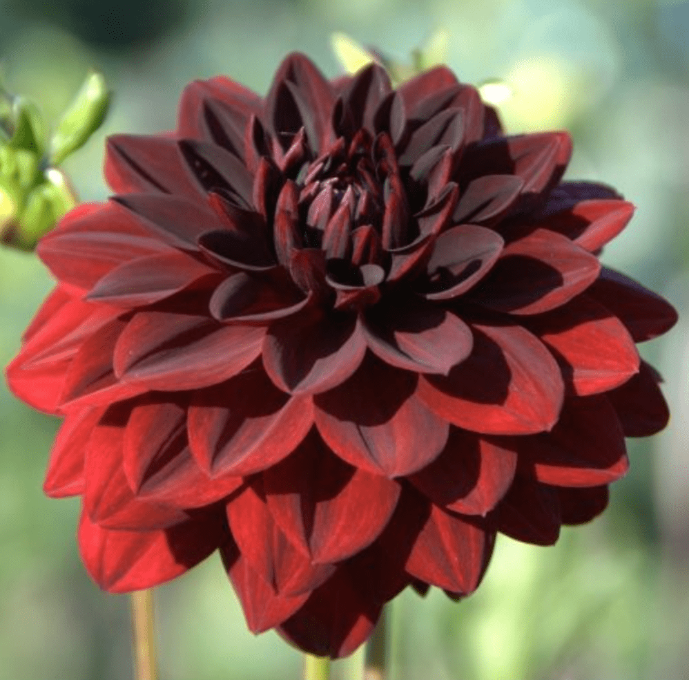 Dahlia Flower Soy Candle - Veranda Cafe & Mercantile