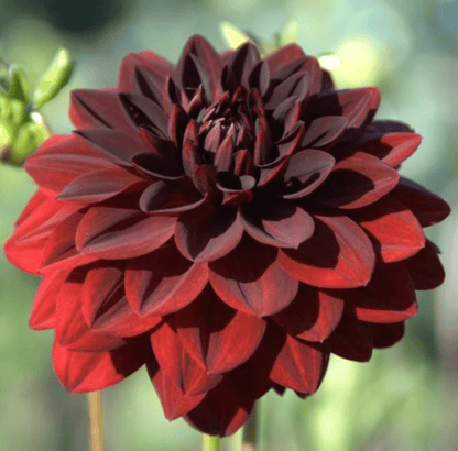 Dahlia Flower Soy Candle - Veranda Cafe & Mercantile