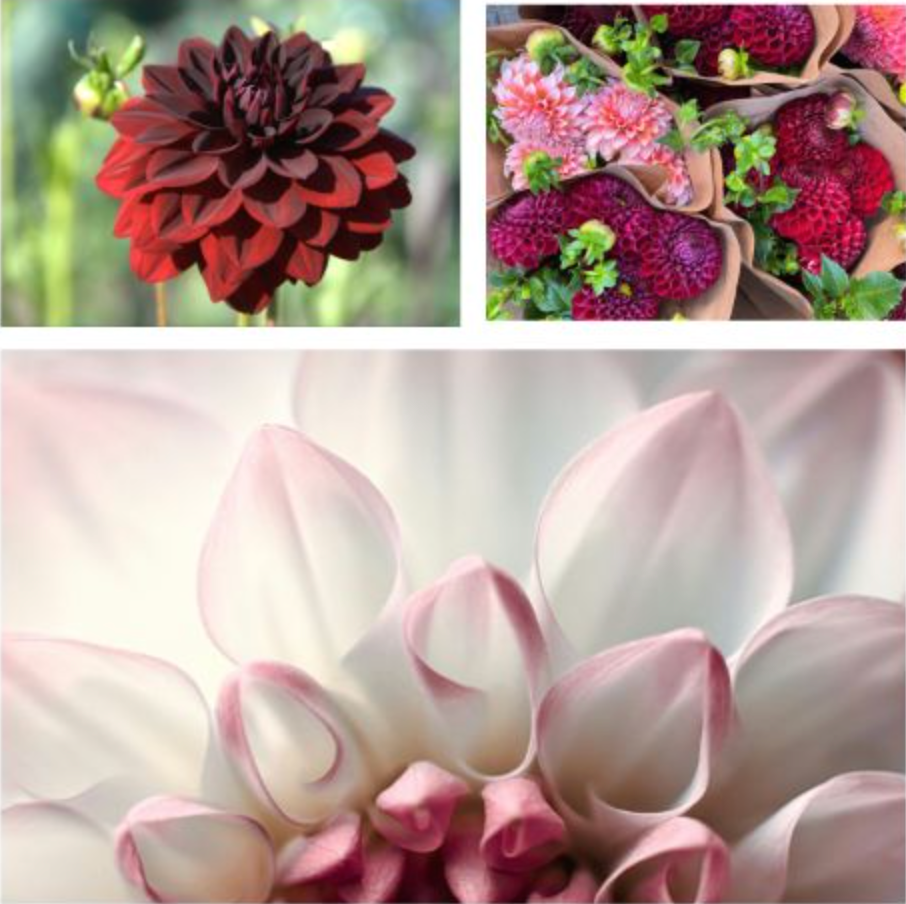 Dahlia Flower Soy Candle - Veranda Cafe & Mercantile