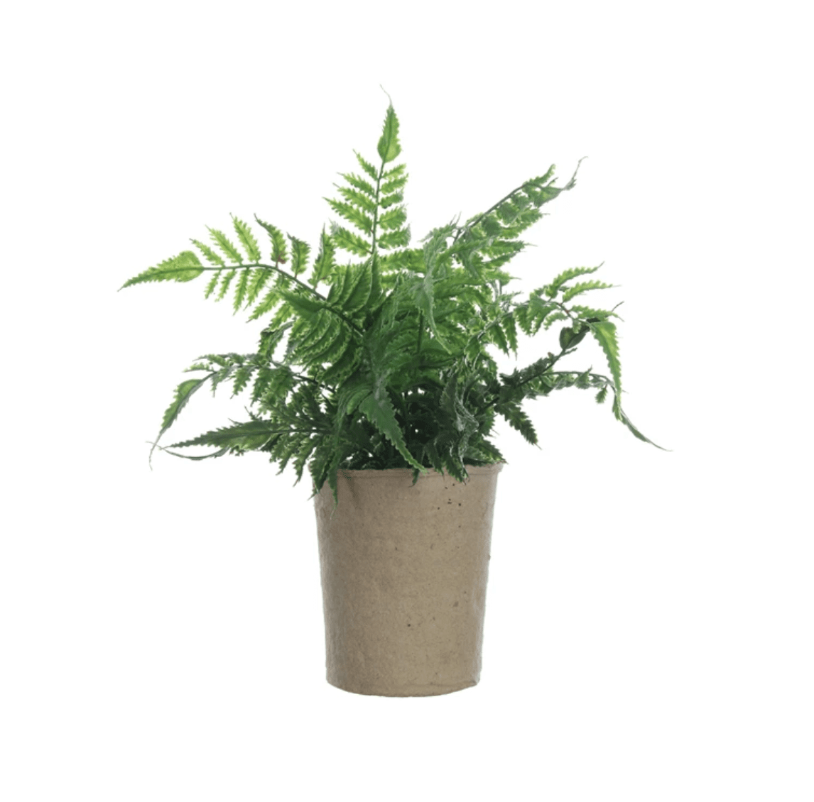 Faux Fern in Paper Pot - Veranda Cafe & Mercantile