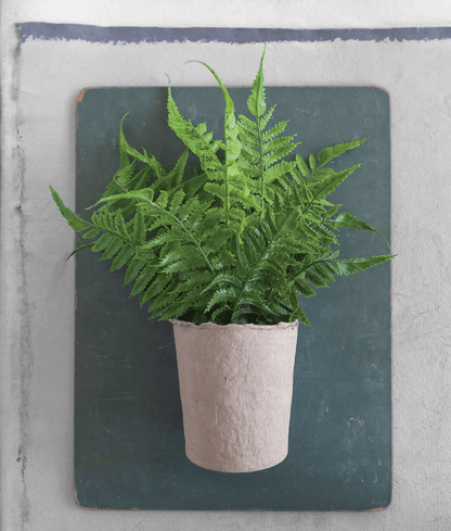 Faux Fern in Paper Pot - Veranda Cafe & Mercantile