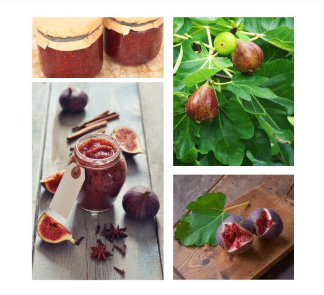 Fig Tree Soy Candle - Veranda Cafe & Mercantile