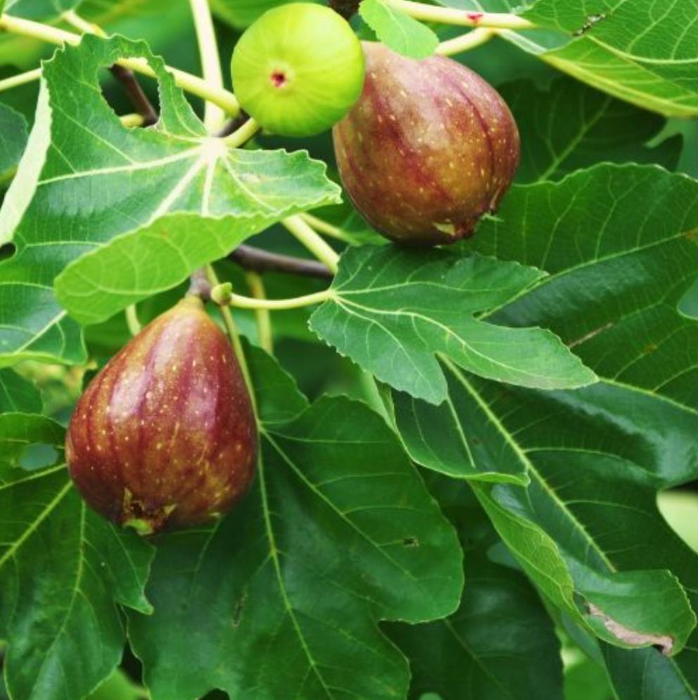 Fig Tree Soy Candle - Veranda Cafe & Mercantile