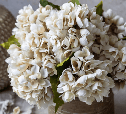 Hydrangea Morning Mist - Veranda Cafe & Mercantile