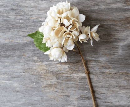 Hydrangea Morning Mist - Veranda Cafe & Mercantile