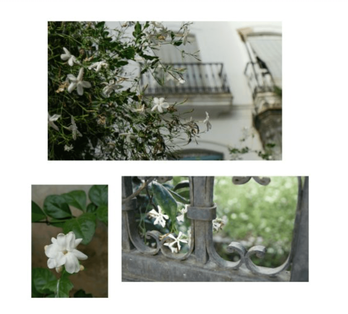 Maison No. 1803 Soy Candle - Veranda Cafe & Mercantile