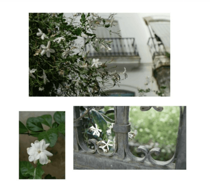 Maison No. 1803 Soy Candle - Veranda Cafe & Mercantile