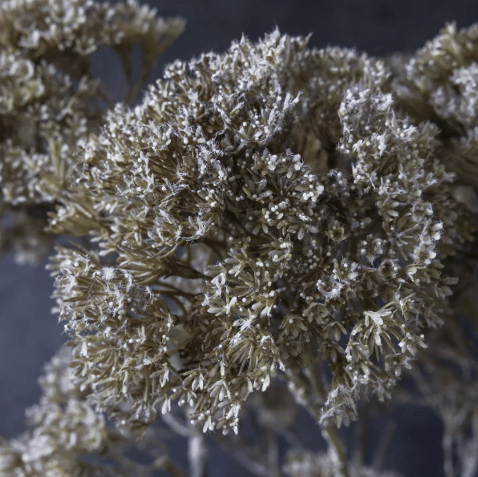 Orlaya Stem - Veranda Cafe & Mercantile