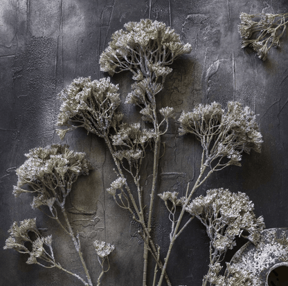 Orlaya Stem - Veranda Cafe & Mercantile