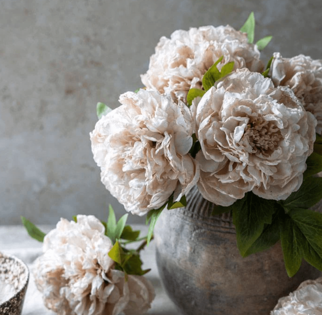 Peony Evening Dew - Veranda Cafe & Mercantile