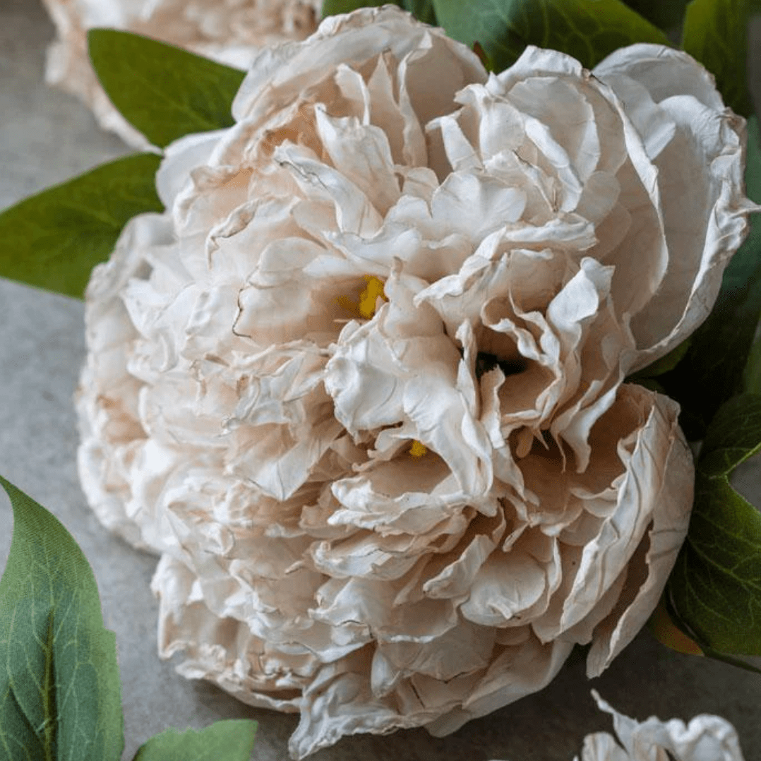 Peony Evening Dew - Veranda Cafe & Mercantile